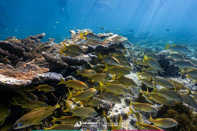 2-Hour Snorkeling Paradise Reef in Cancún Underwater Museum - MUSA Underwater Museum: Spotting Sculptures in a Way You Cannot Do on Land