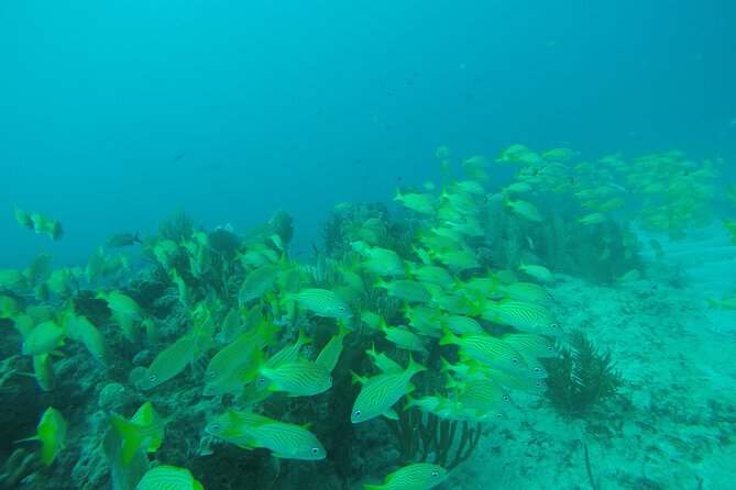 2 Tank Reef Dive in Mexico - Getting to Wet Set and what to bring before check-in