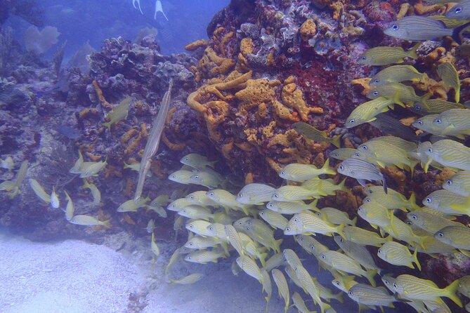 2 Tank Reef Dive in Mexico - Check-in, paperwork, and the safety rhythm on the boat