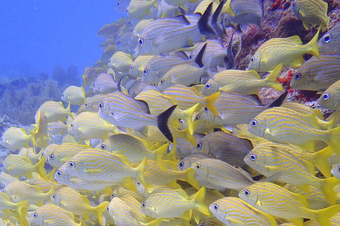 2 Tank Reef Dive in Mexico - Wetsuits, skin rules, and reef-friendly expectations