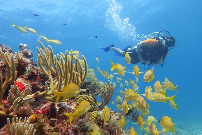 2 Tanks Dives Cancun Underwater Museum for Certified Divers - Manchones Reef at 10 m / 33 ft, where the fish action usually ramps up