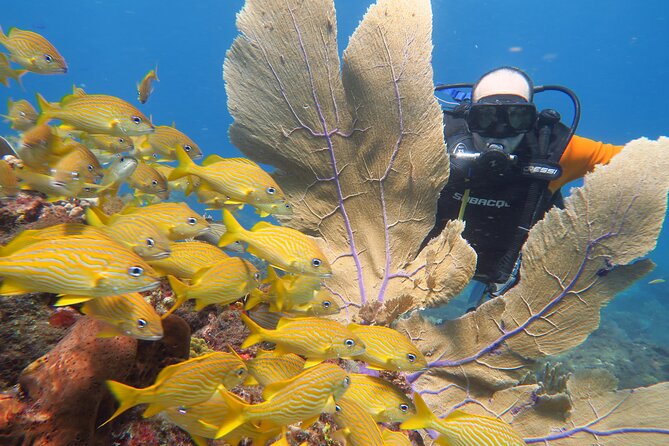 2 Tanks Dives Cancun Underwater Museum for Certified Divers - Price and value: what $156 really buys you here