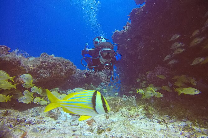 2 Tanks Scuba Diving in Punta Cancun Reefs for Certified Divers - Punta Cancun reefs: why this is a great half-day for open-water certification