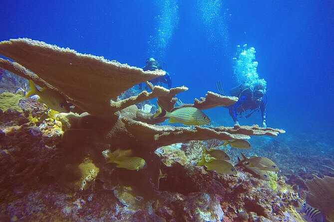 2 Tanks Scuba Diving in Punta Cancun Reefs for Certified Divers - The boat ride: bring anti-nausea help and plan for salt air