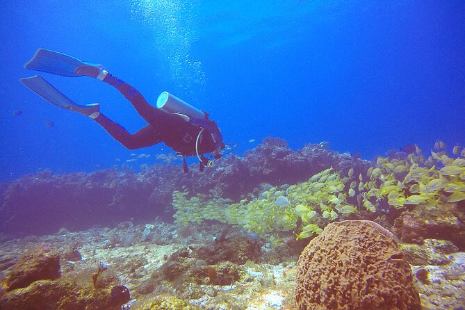 2 Tanks Scuba Diving in Punta Cancun Reefs for Certified Divers - Price and value: how $159 works when gear and two reefs are included