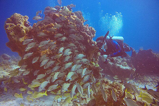 2 Tanks Scuba Diving in Punta Cancun Reefs for Certified Divers - The exact schedule: check-in at 1:30, back to the dock by 5:30