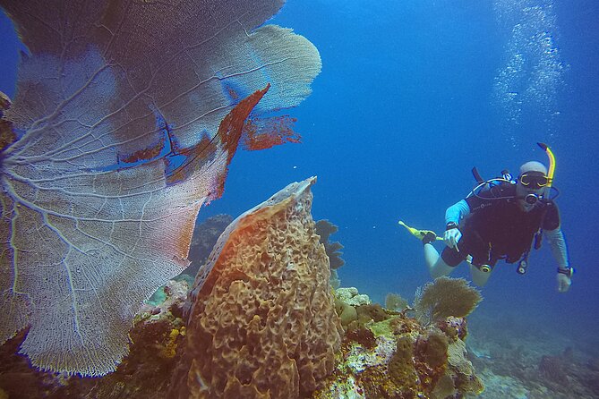 2 Tanks Scuba Diving Wreck and Reef in Cancun for Certified Divers - Small Group Energy, English Support, and Instructor Style