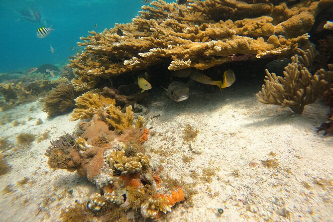 3 Hours VIP Semiprivate Tour Isla Mujeres Full Snorkeling Experience - Getting to the meeting point without losing time
