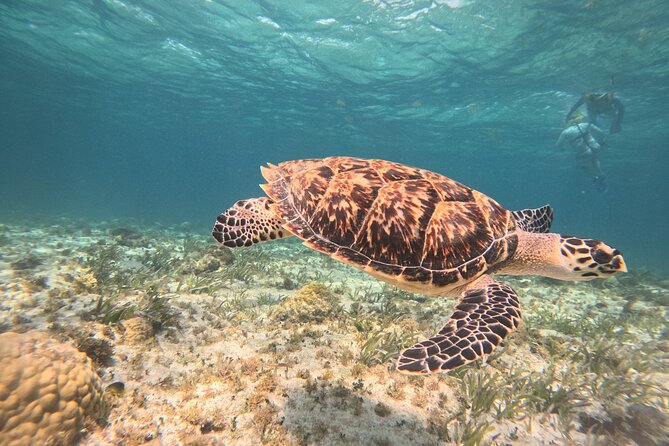 3 in 1 Jungle Speedboat and Snorkeling in Cancun - Why This Cancun 3-in-1 Combo Works So Well