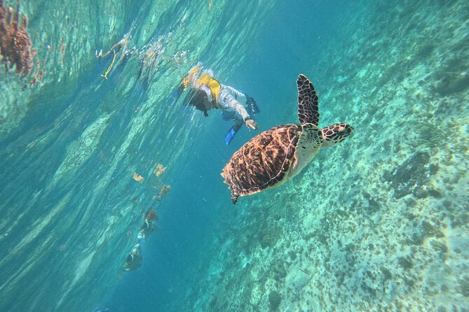 3 in 1 Jungle Speedboat and Snorkeling in Cancun - Mayan Reef El Meco Snorkel: Marine Life, and Why the Gear Matters