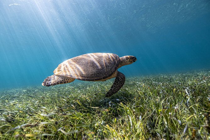 5-in-1 Cancun Snorkeling Tour with Sea Life & Transport Included - Five stops, one tight 2.5-hour snorkeling plan