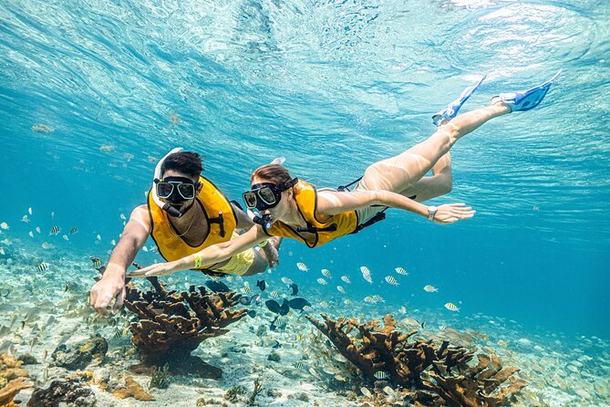 5-in-1 Cancun Snorkeling Tour with Sea Life & Transport Included - Turtles, rays, and the 96 to 98 percent chance promise
