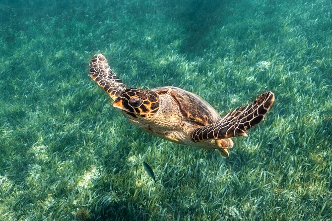 5-in-1 Cancun Snorkeling Tour with Sea Life & Transport Included - The calm coral reef starter and what it means for you