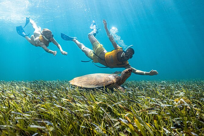5-in-1 Cancun Snorkeling: Turtles, Reef, Musa, Shipwreck, Cenote - The smart part: why this 5-in-1 Cancun plan works for beginners