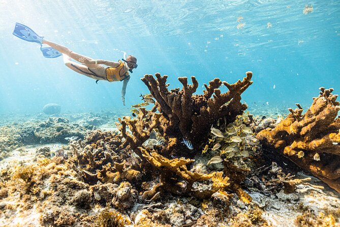 5-in-1 Cancun Snorkeling: Turtles, Reef, Musa, Shipwreck, Cenote - Sea turtles and possible rays: what makes this stop special