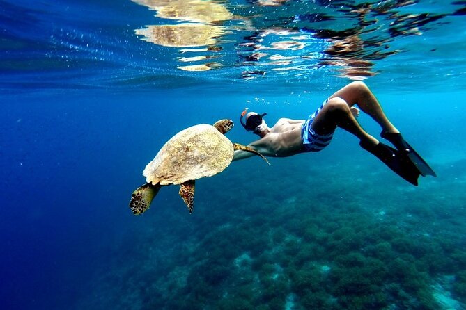 Akumal paradise tour Swimming with Turtles & ancient Tulum Ruins. Lunch included - Key things to know before you go