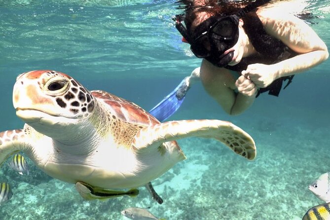 Amazing Adventure in Akumal. Swim with turtles and discover Tulum Ruins. - The big picture, 6 hours and a packed day