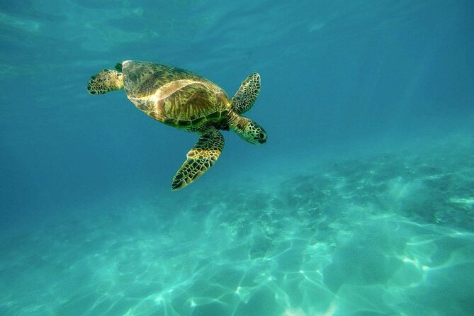 Amazing Adventure in Akumal. Swim with turtles and discover Tulum Ruins. - Snorkeling with sea turtles in Akumal: what to expect