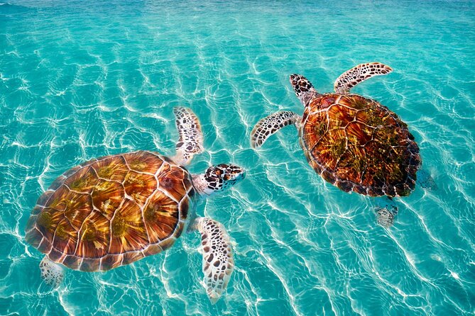 Amazing Adventure in Akumal. Swim with turtles and discover Tulum Ruins. - Cenote No-ho much: a break from sun and salt