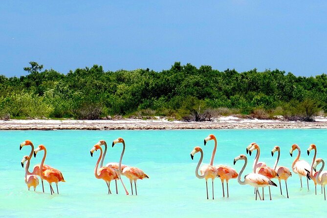 Amazing HOLBOX Full day tour and Cenote swim experience from Cancun! - Holbox Island Free Time: Beach Hours Plus Bike Time