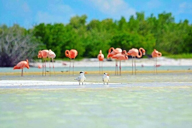 Amazing HOLBOX Full day tour and Cenote swim experience from Cancun! - Price and Logistics: What the $119.90 Really Covers