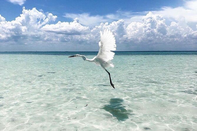 Amazing HOLBOX Full day tour and Cenote swim experience from Cancun! - Practical Tips: What to Pack and What to Ask Before You Board