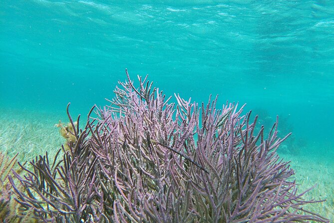 Amazing Snorkeling Experience + Real Mexican Tacos - Stop 1 in the National Reef Park, snorkeling gear, wildlife chances, and pace