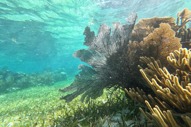 Amazing Snorkeling Experience + Real Mexican Tacos - Stop 2 in Puerto Morelos, tacos with ocean view and time to roam
