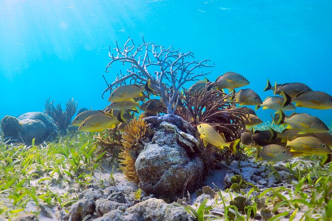 Amazing Snorkeling Experience + Real Mexican Tacos - Who this Puerto Morelos snorkeling and tacos trip fits best