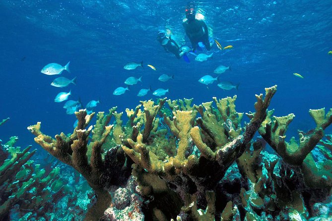 ATV Adventure Combo with Snorkeling, Ziplines, Cenote, and Lunch - Cenote Time, Tarzan-Style or Ladder-Slow