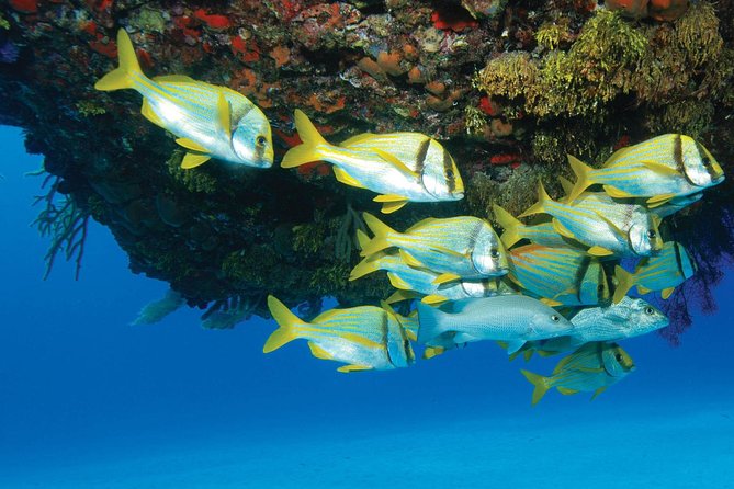 ATV Extreme and Snorkel Combo Tour from Cancun - ATV Meets Cenote and Caribbean Snorkeling: Why This Day Works