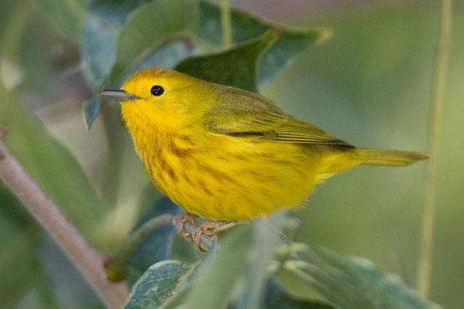 Bird watching ecofriendly tour from Cancun & Riviera Maya - Hotel pickup and the smooth run from Cancun