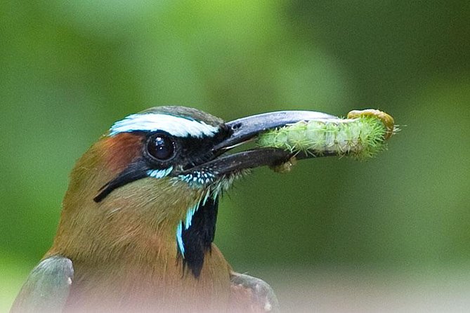 Bird watching ecofriendly tour from Cancun & Riviera Maya - The jungle stops: how the day is structured for more sightings