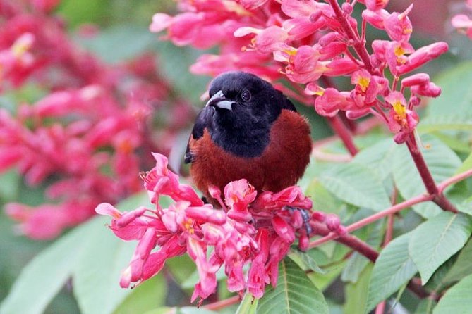 Bird watching ecofriendly tour from Cancun & Riviera Maya - Binoculars and the little things that make birding easier
