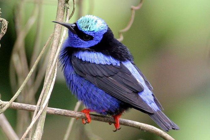 Bird watching ecofriendly tour from Cancun & Riviera Maya - eBird follow-up: why it helps you remember the trip