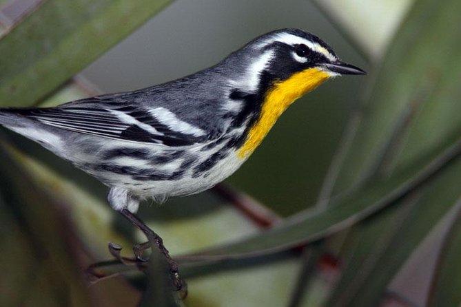 Bird watching ecofriendly tour from Cancun & Riviera Maya - How the ecofriendly protocol affects your experience