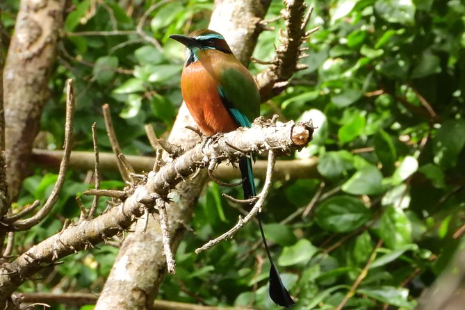 Birds of the Mayan World 1 - Why Puerto Morelos Cenote Trails Are a Birdwatcher Magnet