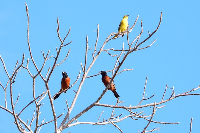Birds of the Mayan World 1 - Your 4-Hour Reality Check: Timing and Weather