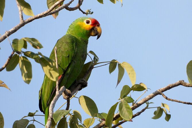Birds of the Mayan World 1 - Who This Private Birdwatching Trip Is Best For