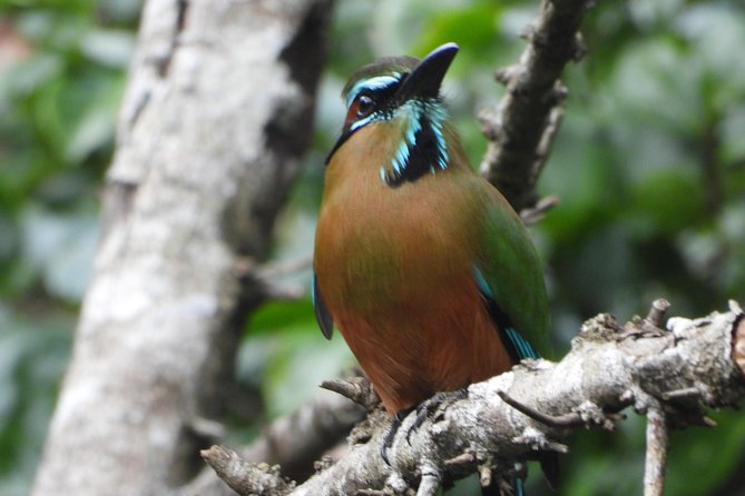 Birds of the Mayan World 1 - Practical Notes: Tickets, Language, and Getting There