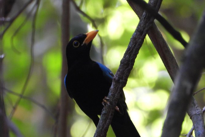 Birds of the Mayan World 1 - Should You Book Birds of the Mayan World 1?