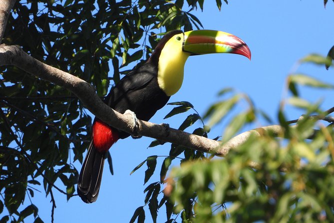 Birds of the Mayan World 1 - What the Birdwatching Focus Really Delivers