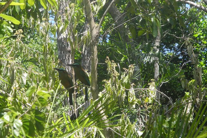 Birds of the Mayan World 2 / Route of the cenotes - Where this tour fits in: Puerto Morelos birding on the cenotes route