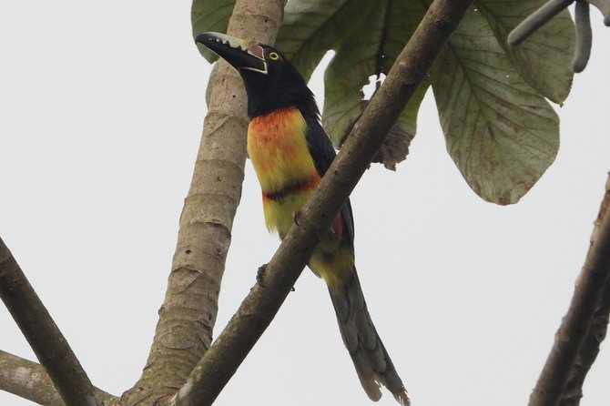 Birds of the Mayan World 2 / Route of the cenotes - The birding game plan, and why the checklist helps