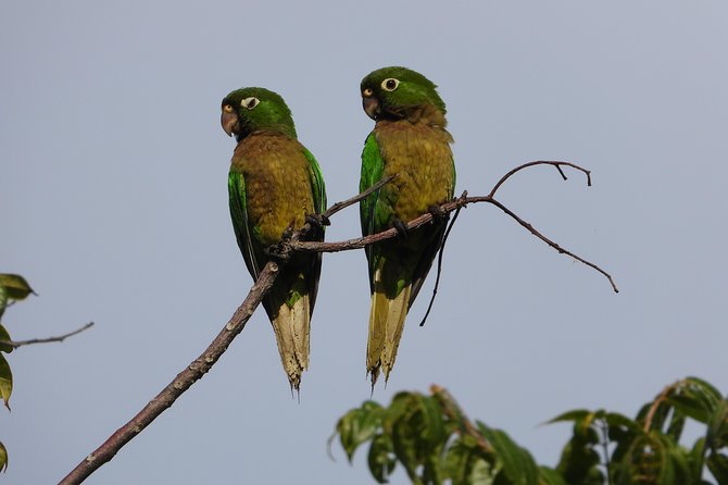 Birds of the Mayan World 2 / Route of the cenotes - José Gil Paz Gutiérrez and what his style signals