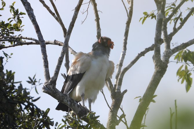 Birds of the Mayan World 2 / Route of the cenotes - How many birds and species you might realistically see
