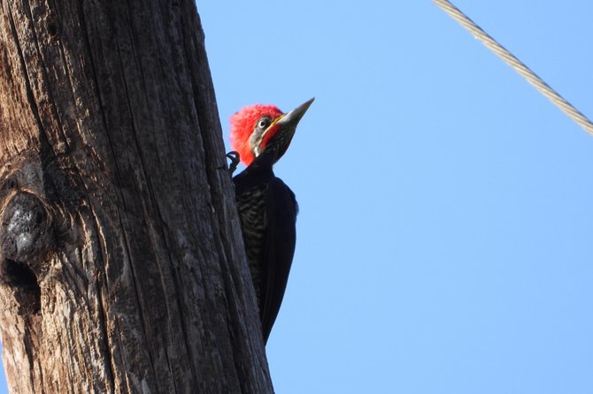 Birds of the Mayan World 2 / Route of the cenotes - Food and comfort during the 4-hour outing