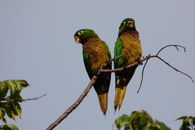 Birds of the Mayan World 3 - Stop 2 at Zona Arqueologica de Muyil: Birds Near Human History and Jungle