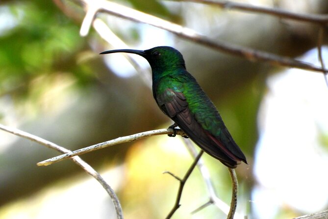 Birds of the Mayan World 3 - Private, English-speaking, and guided in a practical way