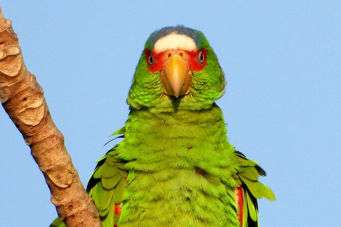 Birds of the Mayan World 3 - Value for money: what’s included, what you control